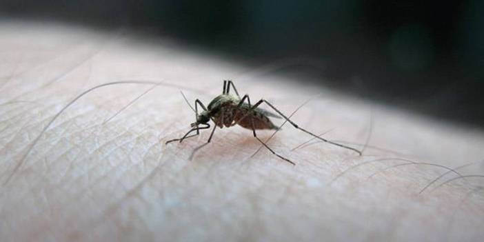 Bilim insanları sivrisinekleri kaçıran şarkıyı açıkladı