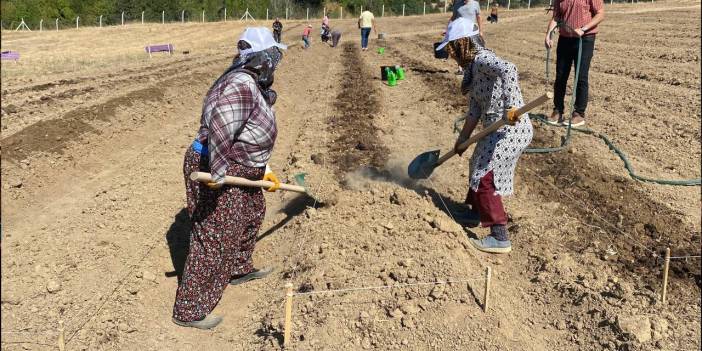 Ekim başladı: Kilosu 450 bin lira!