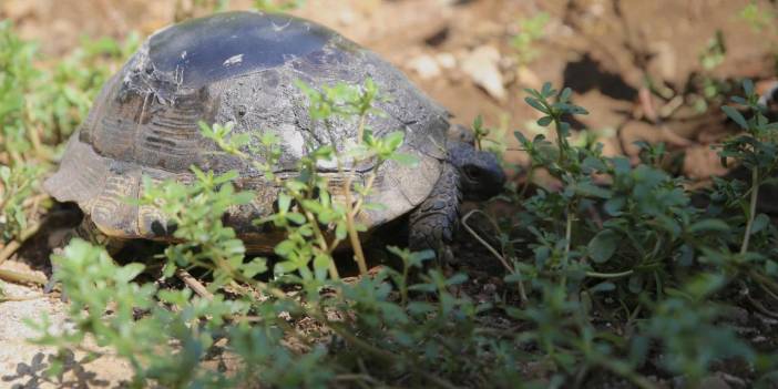 Kaplumbağa veterinere değil ahşap oyma ustasına götürüldü! Bakın neden