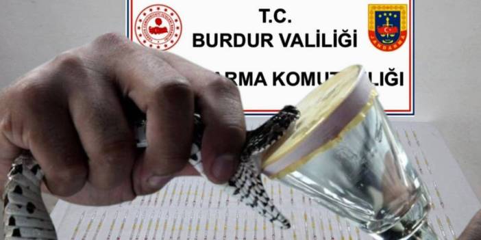 60 milyon TL değerinde Kobra zehri ele geçirildi: Kaçakçılar serbest bırakıldı