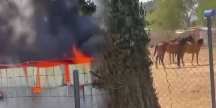 Çiftlikte yangın paniği! Atların paniği anbean kamerada
