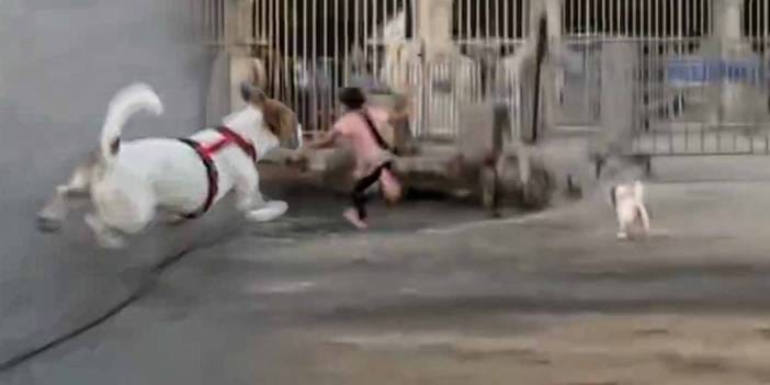 Tasmasını açtığı köpekten korkan çocuk denize atladı: Erol Köse'nin kızı kahkahalarla izledi!