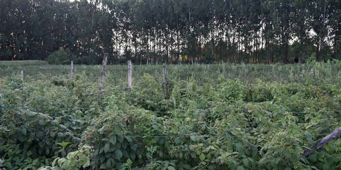 15 dönümlük arazide 3,5 ton hasat yapıyor: Lahmacun ustası çiftçi oldu köşeyi döndü