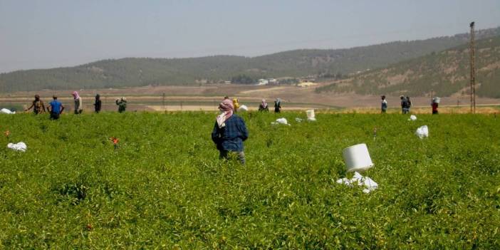 27 bin dekar alanda 43 bin 200 ton rekolte bekleniyor