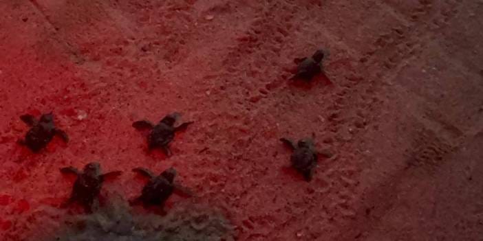 48 yavru doğurmuştu: Caretta carettalar denizle buluştu