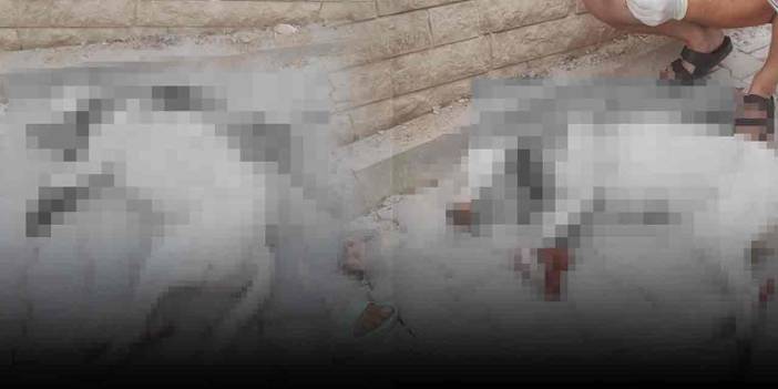 Denizli’de vahşet! Mahallelinin beslediği hamile köpeği av tüfeğiyle vurdu