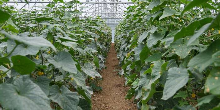 En mutlu köy hasadı yaptı: Halk Ekmek'te satılacak