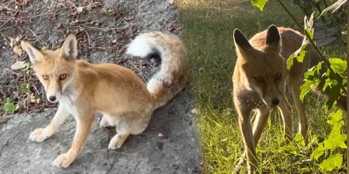 Sevimli tilki işçilerle dost oldu: 7 aydır her gün geliyor