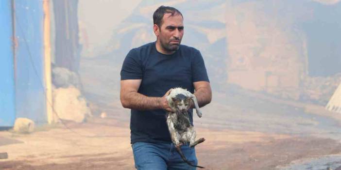 Alevlerin içine dalıp kediyi kurtardı