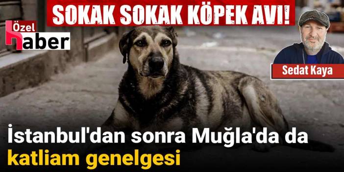 İstanbul'dan sonra Muğla'da da katliam genelgesi: Sokak sokak köpek avı