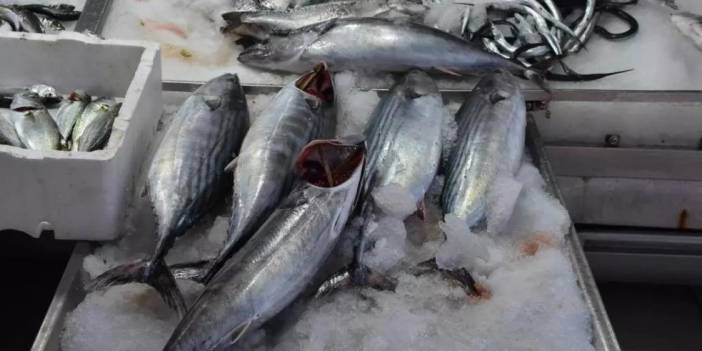 Sinop'a akın etti: Fiyatı 1000 lira düştü