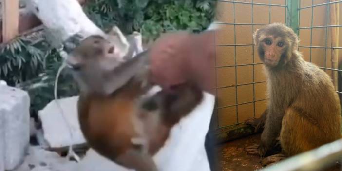 Yavru maymunu yasa dışı yollarla ülkeye getirdi şiddet uyguladı! Sadece para cezası aldı