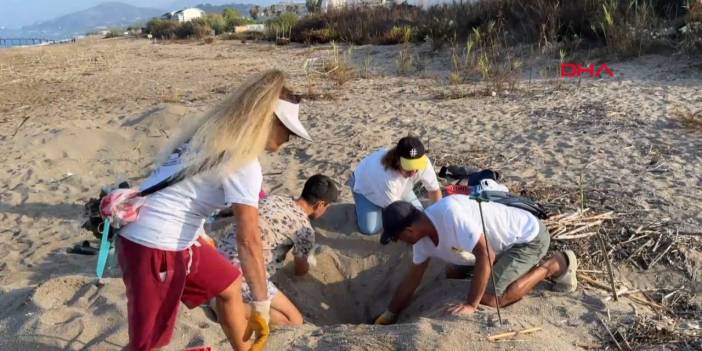 Gönüllüler yardımcı oldu: Yavru kaplumbağalar denizle buluştu