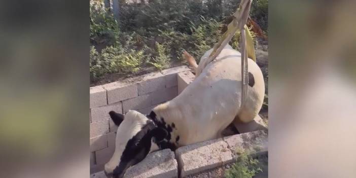 Adana'da film gibi inek kurtarma operasyonu