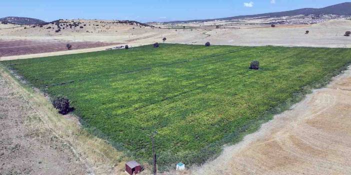 Kahramanmaraş'ta hasadı başladı: 13 bin dekar alanda yetiştiriliyor, C vitamini deposu!