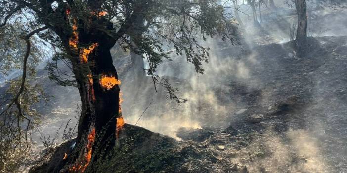 Aydın’da zeytinlik alanda yangın!