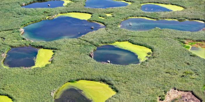 Bir yanda kuraklık diğer yanda yemyeşil bir cennet! Nehirler kurudu, göletler çekildi ama o direniyor