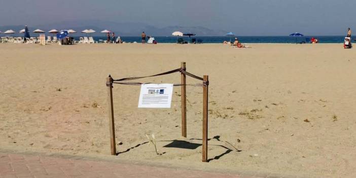 Yıllar sonra Kuşadası’nda görüldü! Koruma altına alındı