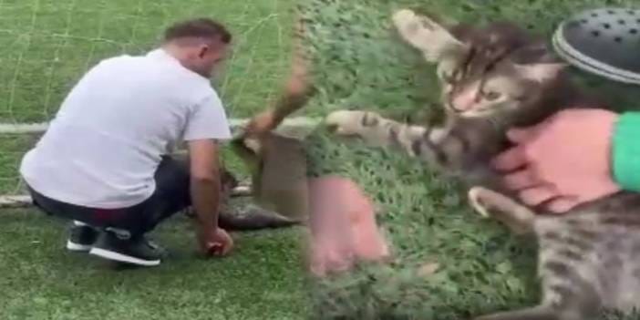 Küçük kedi kale filesine takıldı: Vatandaşlar yardıma koştu