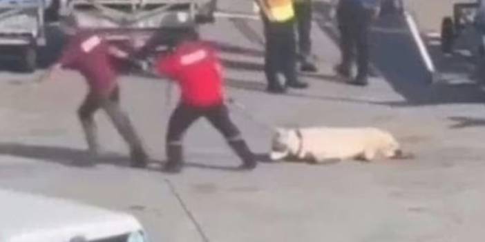 İstanbul Havalimanı'nda skandal görüntü: O köpek öldü mü?