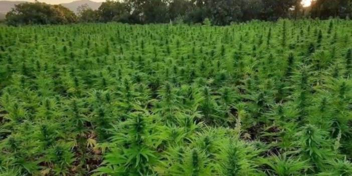 Fındık bahçesinden kenevir çıktı! Baba oğul tutuklandı