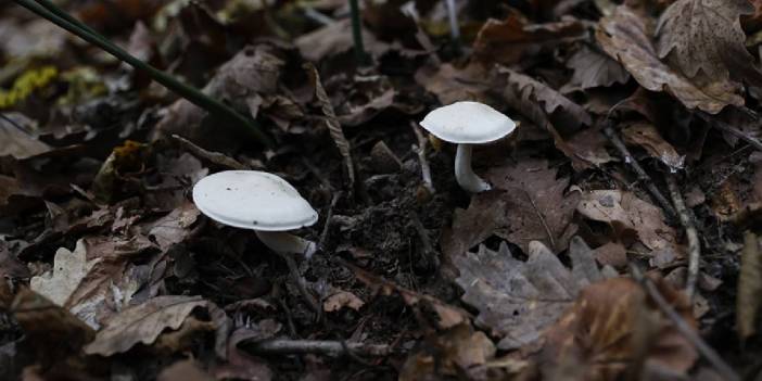 Mantar yedikten sonra yoğun bakıma kaldırıldı!