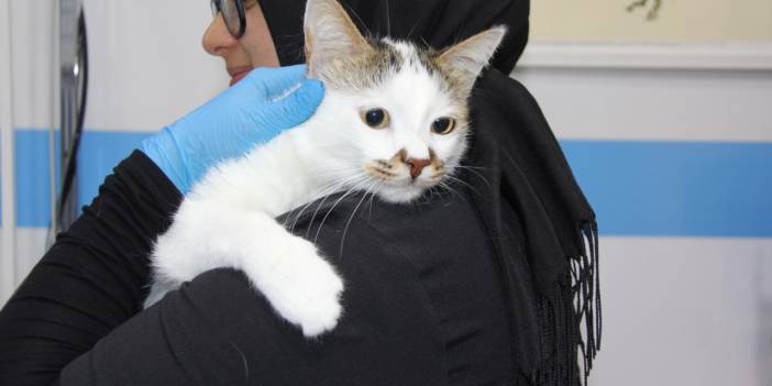 Varoluşsal krize giren kedi paşa paşa tedavi edildi