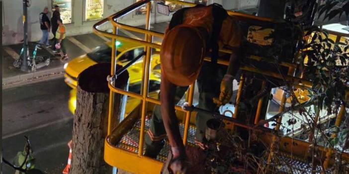 Dolmabahçe ve Çırağan'da 'çınar kanseri' budaması