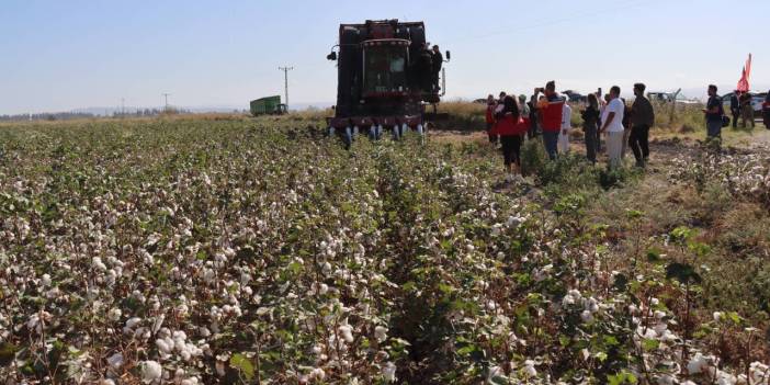 290 bin dekarda 140 bin ton ürün bekleniyor: Beyaz altında hasat zamanı
