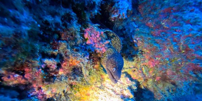 Milli takım sualtına iniyor: Hedef İspanya