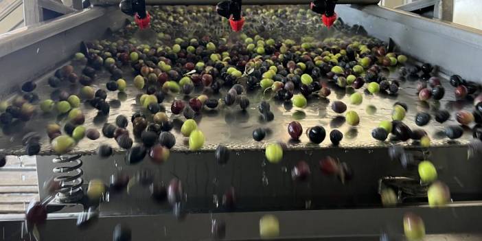 Zeytin fabrikada umut tarlada: Hedef 450 ton