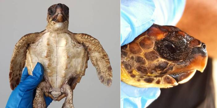 Hatay'da nesli tükenmekte olan 2 şahin gagalı kaplumbağa telef oldu