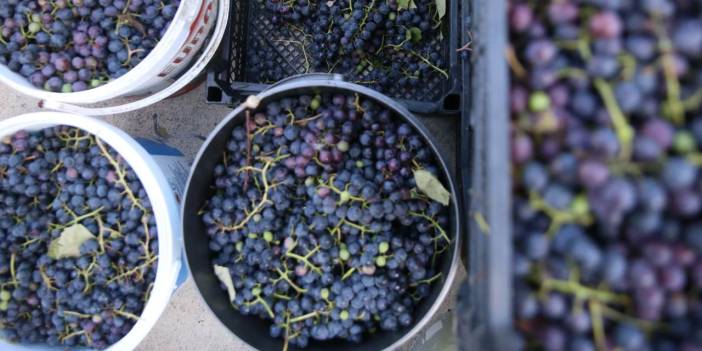 İsabella üzümüne coğrafi tescil! Tam bir şifa deposu