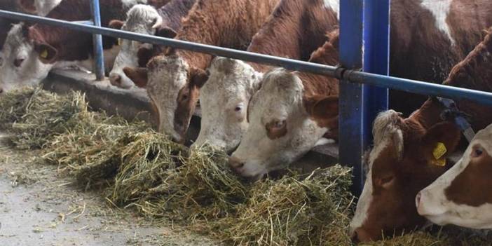 Şap hastalığı yayılıyor: Hayvan pazarı karantinaya alındı