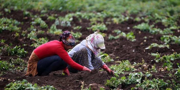 640 dekarlık alandan bin 900 ton ürün bekliyorlar: Kilosu 12 TL'den satılıyor!