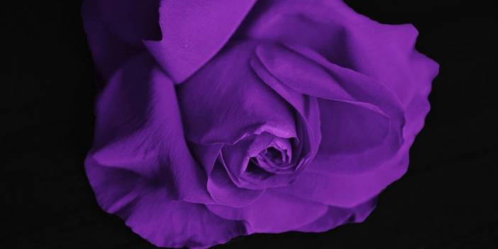 Bilim insanları mor rengin gerçek bir renk olmadığını ortaya koyan akıl almaz nedeni açıkladı