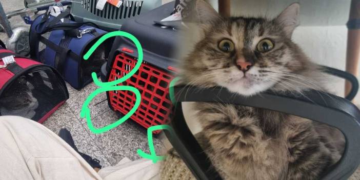 Kedisinin uçakta kaçtığı iddia edildi: "Tekilamı istiyorum" dedi suç duyurusunda bulundu