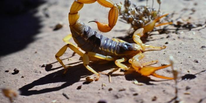 Bilim akrebin peşinde: Kanserle savaşta akrep zehri umut veriyor