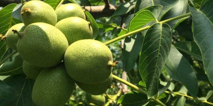 Bin tonluk hasat vakti: Birazını yiyip kalanını satacaklar
