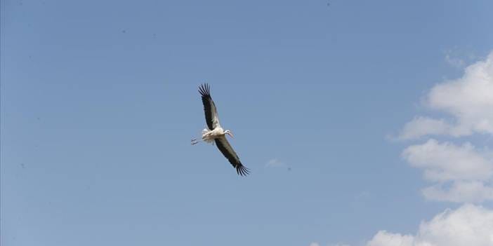 Göç yolculuğu başladı, leylekler soluğu sulak alanda aldı