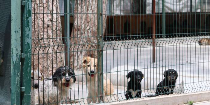 Marmaris Belediye Başkanı Ünlü: Can dostlarımızı, bütün hizmetlerin bir arada olduğu modern bir alanda yaşatacağız