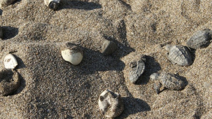 Alanya'da akaryakıt şirketinden caretta caretta katliamı