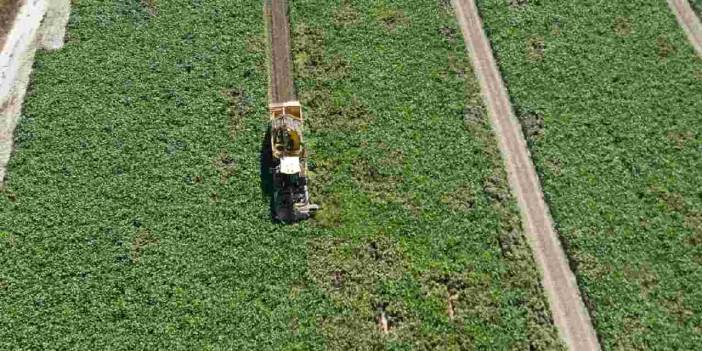 150 dekarlık alanda 1500 ton hasat bekleniyor
