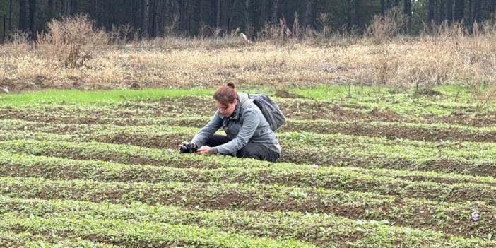 Dünyanın en pahalı baharatının hasadı başladı! Kilosu 600 bin TL