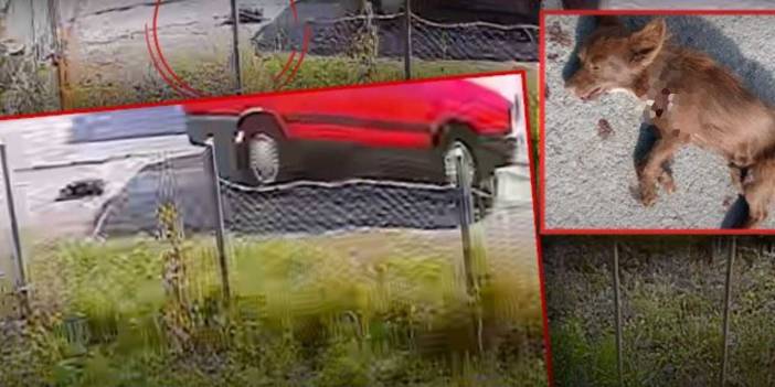 Samsun’da vahşet! Köpeği otomobilin arkasına bağlayıp sürükleyerek katletti