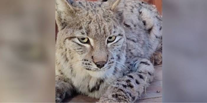 Su kanalına düşen vaşak kurtarılıp doğaya bırakıldı