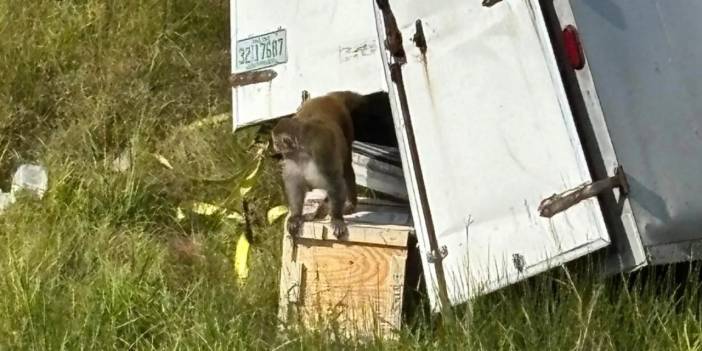 Dünya yeni bir pandeminin eşiğinde mi? Salgın hastalık taşıyan maymunlar firar etti