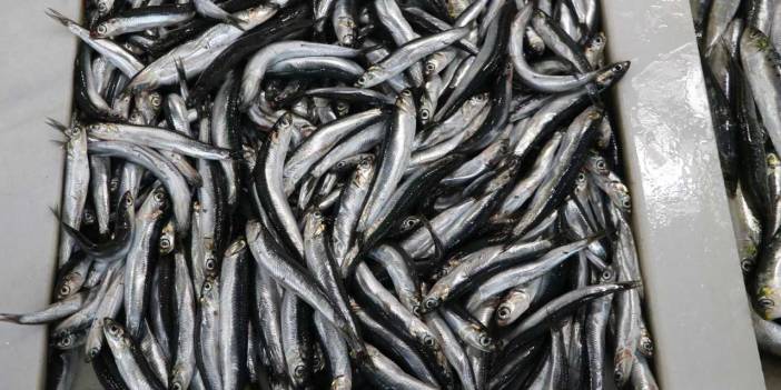 Hamsi tezgahlardaki yerini aldı: Fiyatı belli oldu