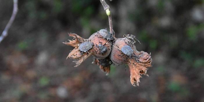 Kahverengi Kokarca böceğiyle nasıl mücadele edilir? Ne yapılması gerekiyor? Uzmanlar açıkladı
