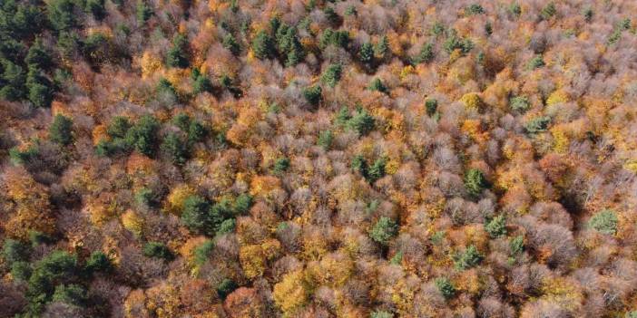 Bilecik'in ormanları sonbaharla renklendi: Gören hayran kaldı